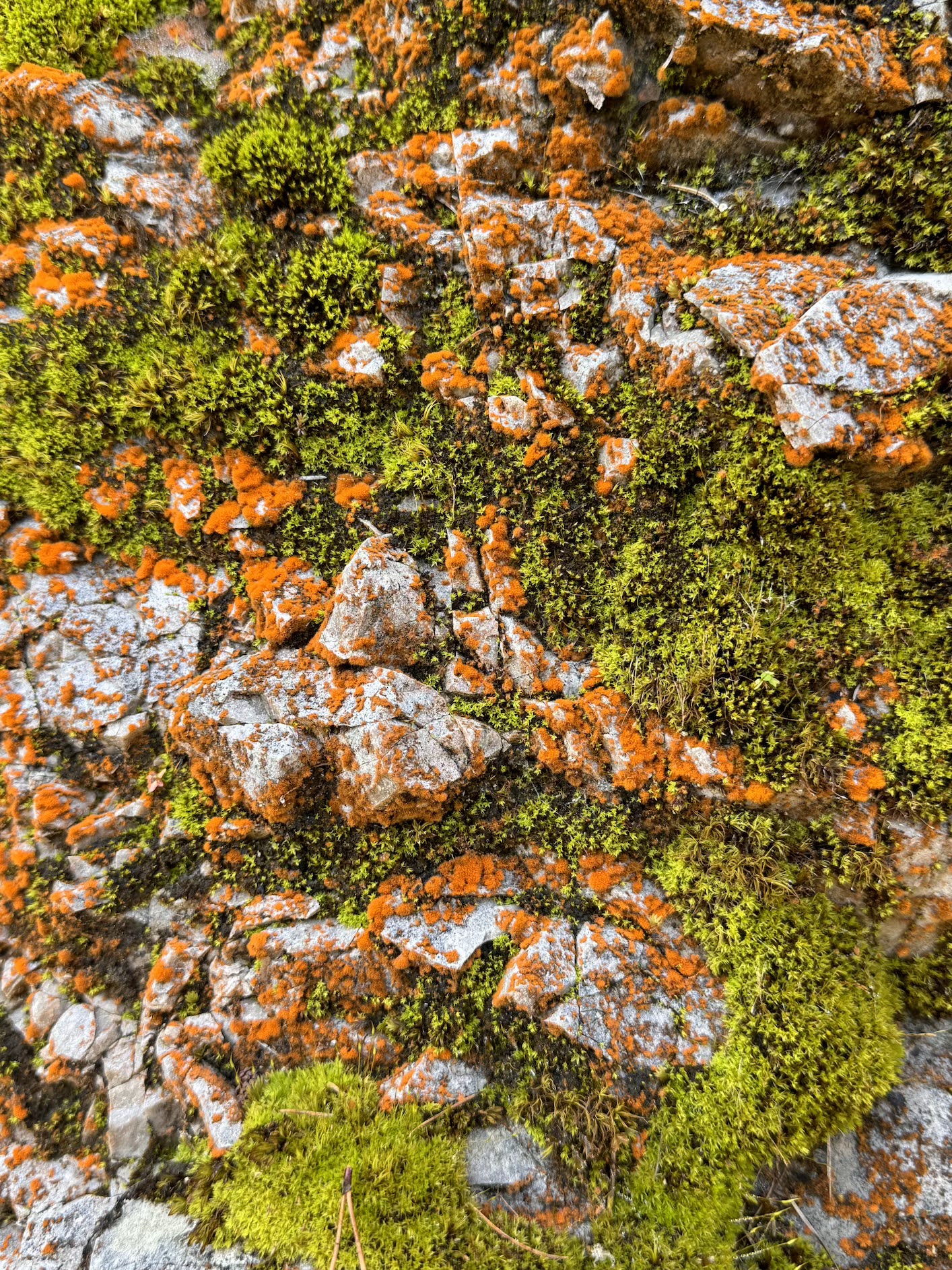 Moss and lichen