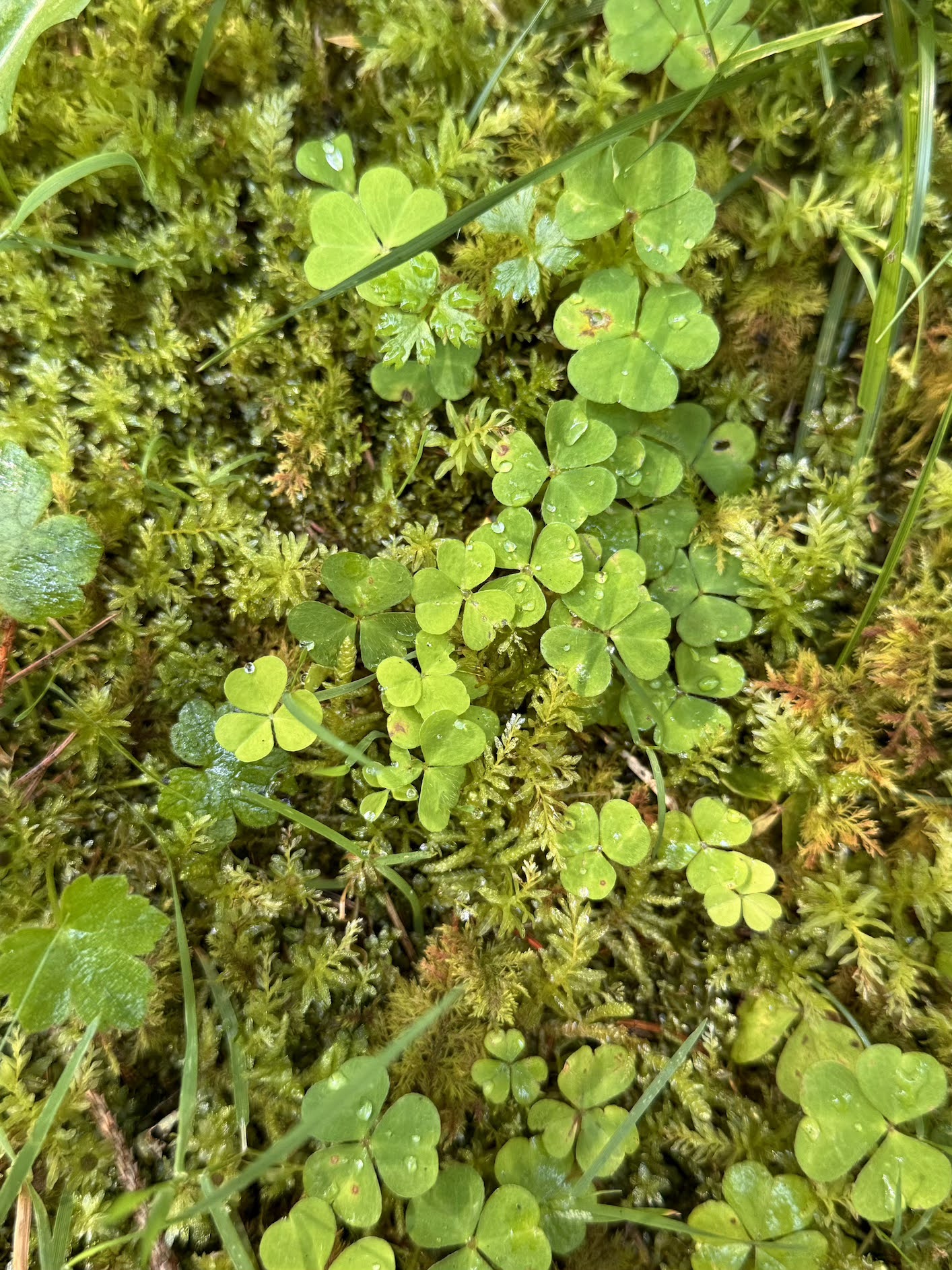 Moss and lichen