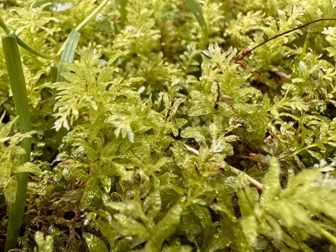 Moss and lichen