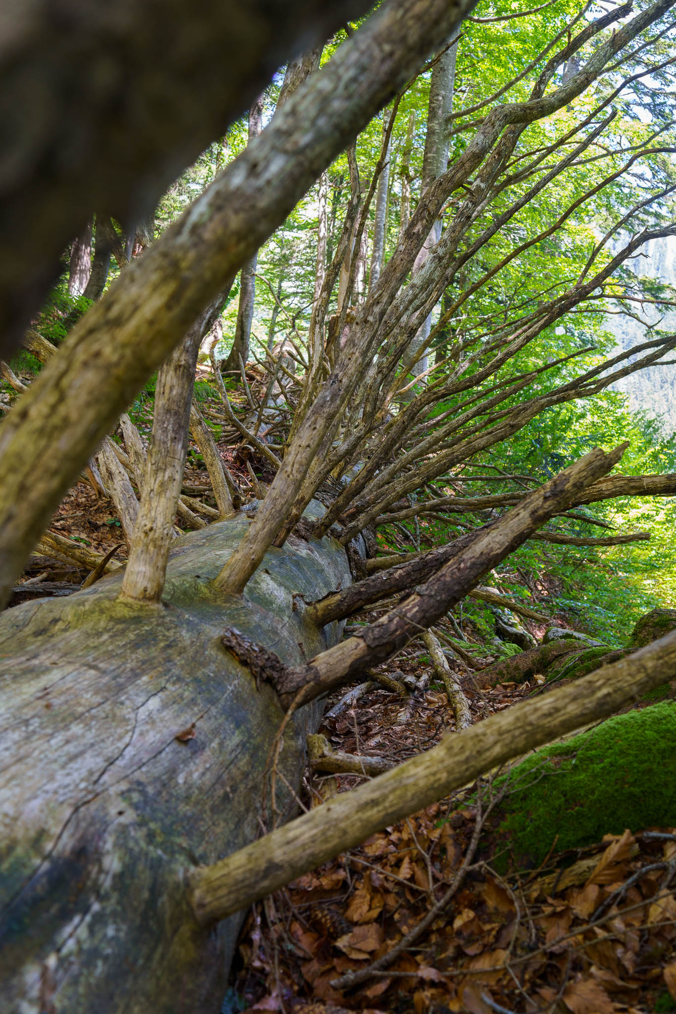 UNESCO Weltnaturerbe Wildnisgebiet Dürrenstein-Lassingtal