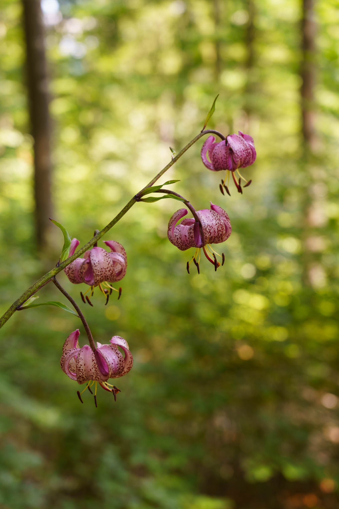 UNESCO Weltnaturerbe Wildnisgebiet Dürrenstein-Lassingtal