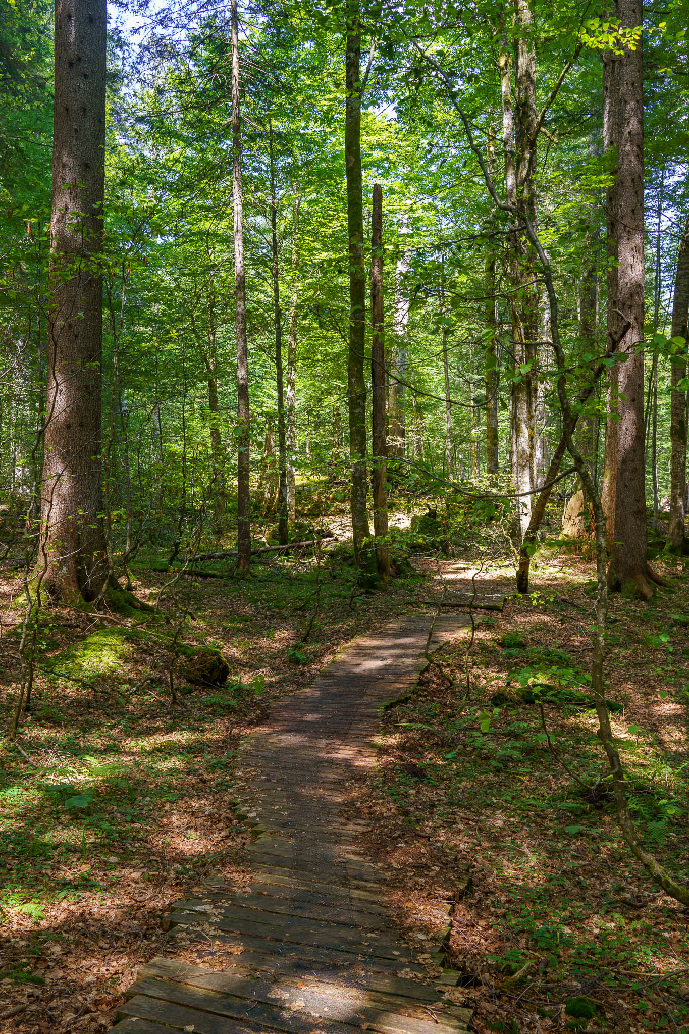 UNESCO Weltnaturerbe Wildnisgebiet Dürrenstein-Lassingtal