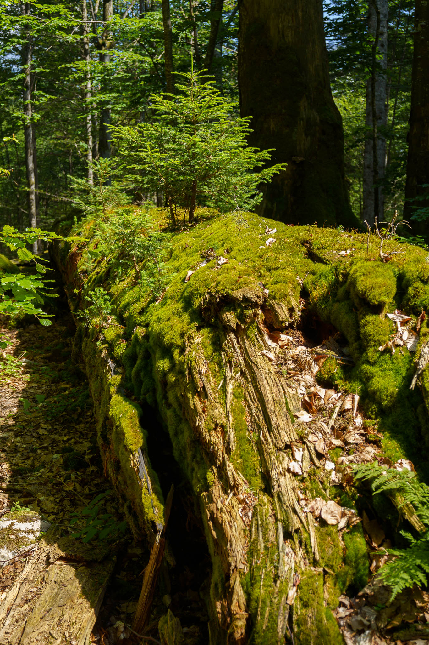 UNESCO Weltnaturerbe Wildnisgebiet Dürrenstein-Lassingtal