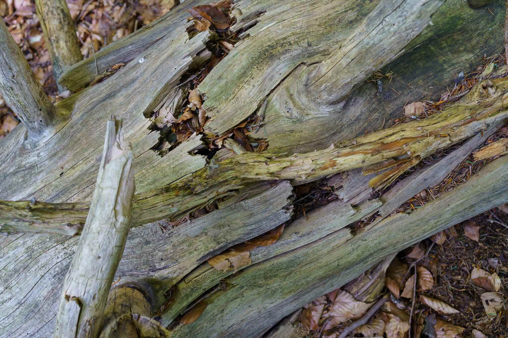 UNESCO Weltnaturerbe Wildnisgebiet Dürrenstein-Lassingtal