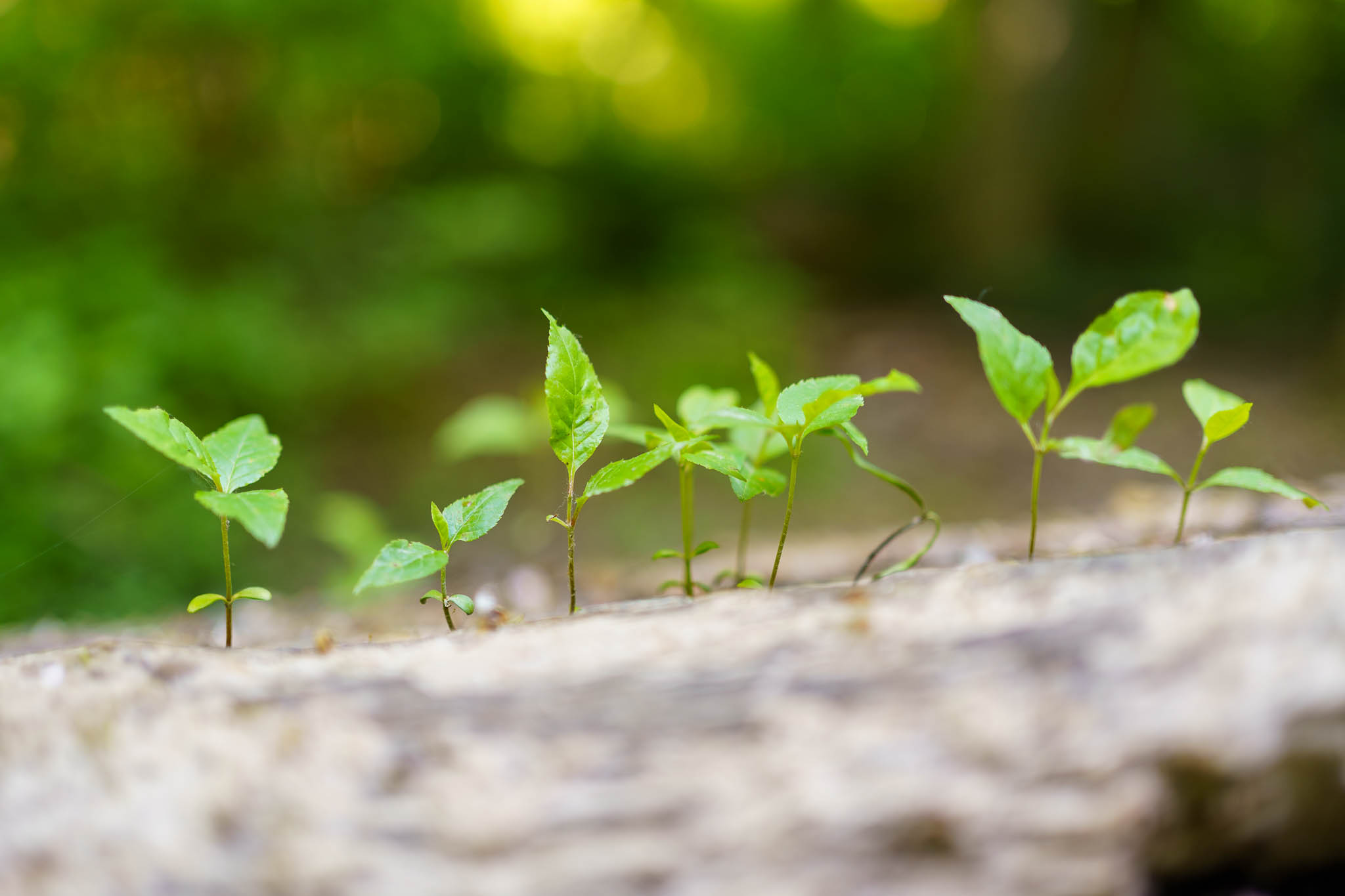 Klosterneuburg - Au-Erlebnisweg