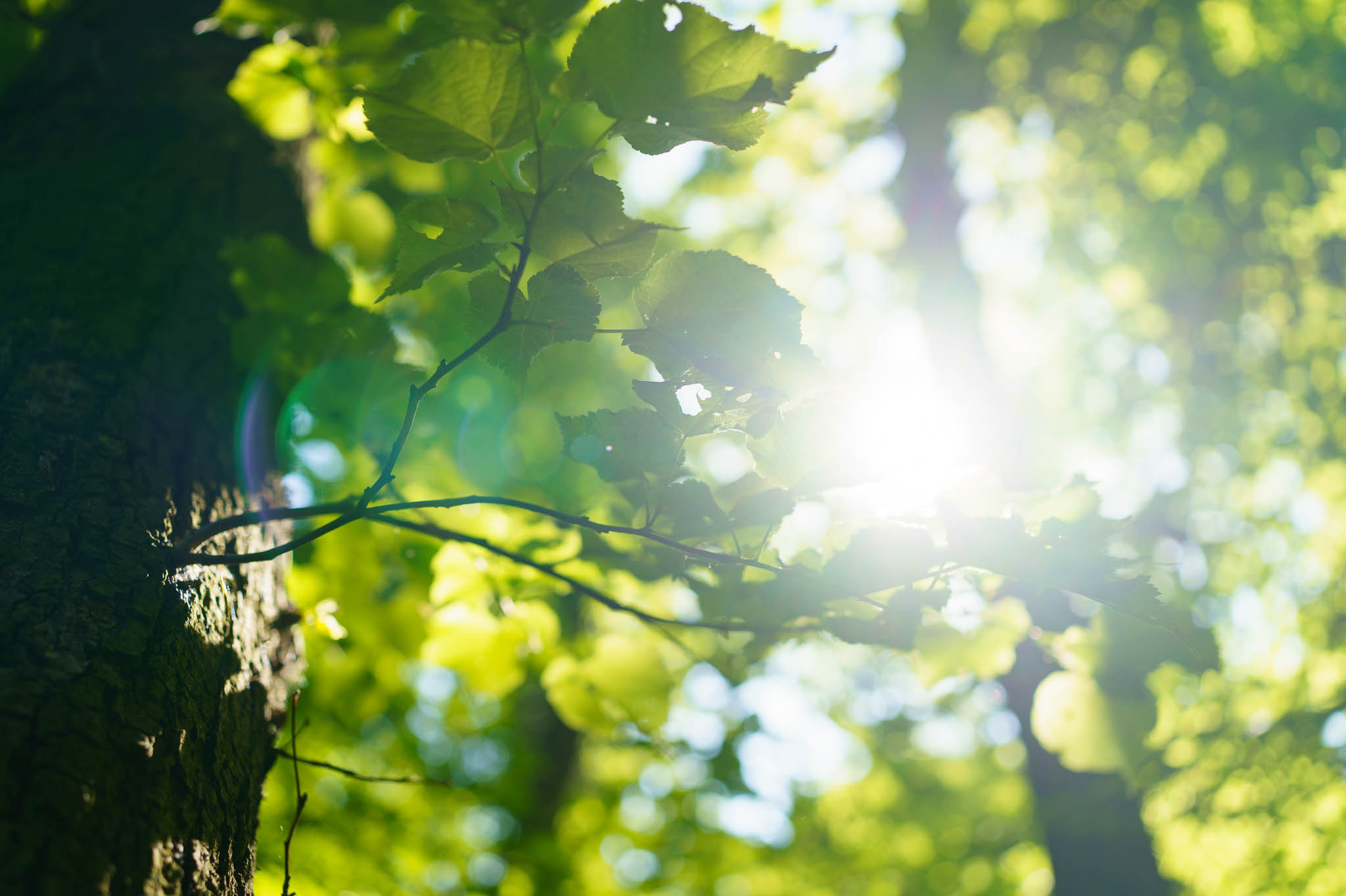 Klosterneuburg - Au-Erlebnisweg