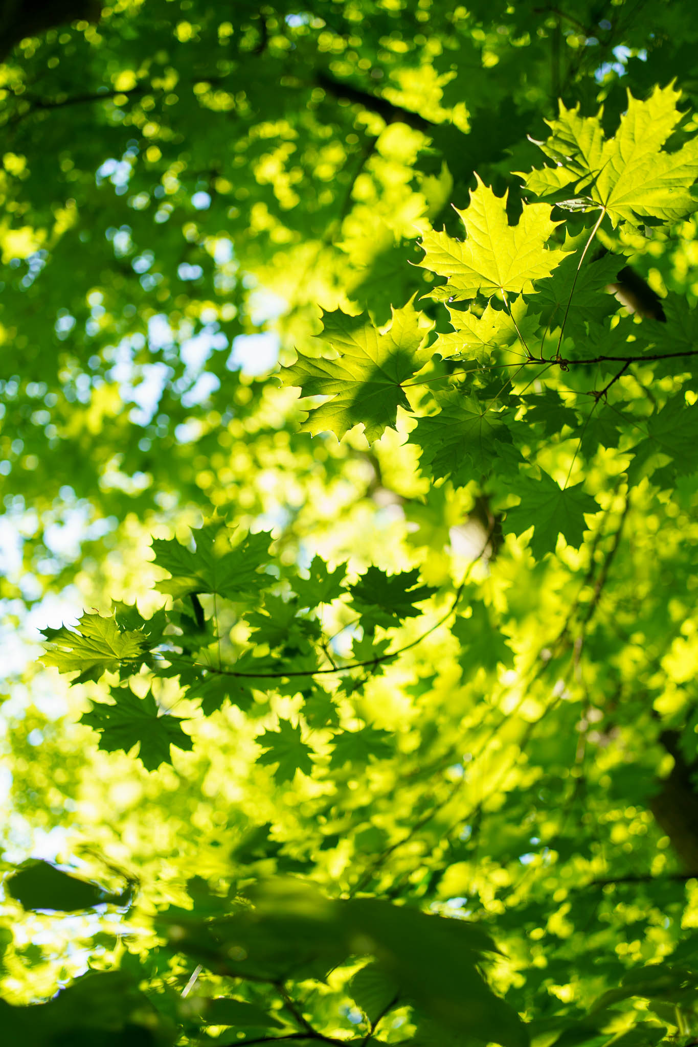 Klosterneuburg - Au-Erlebnisweg