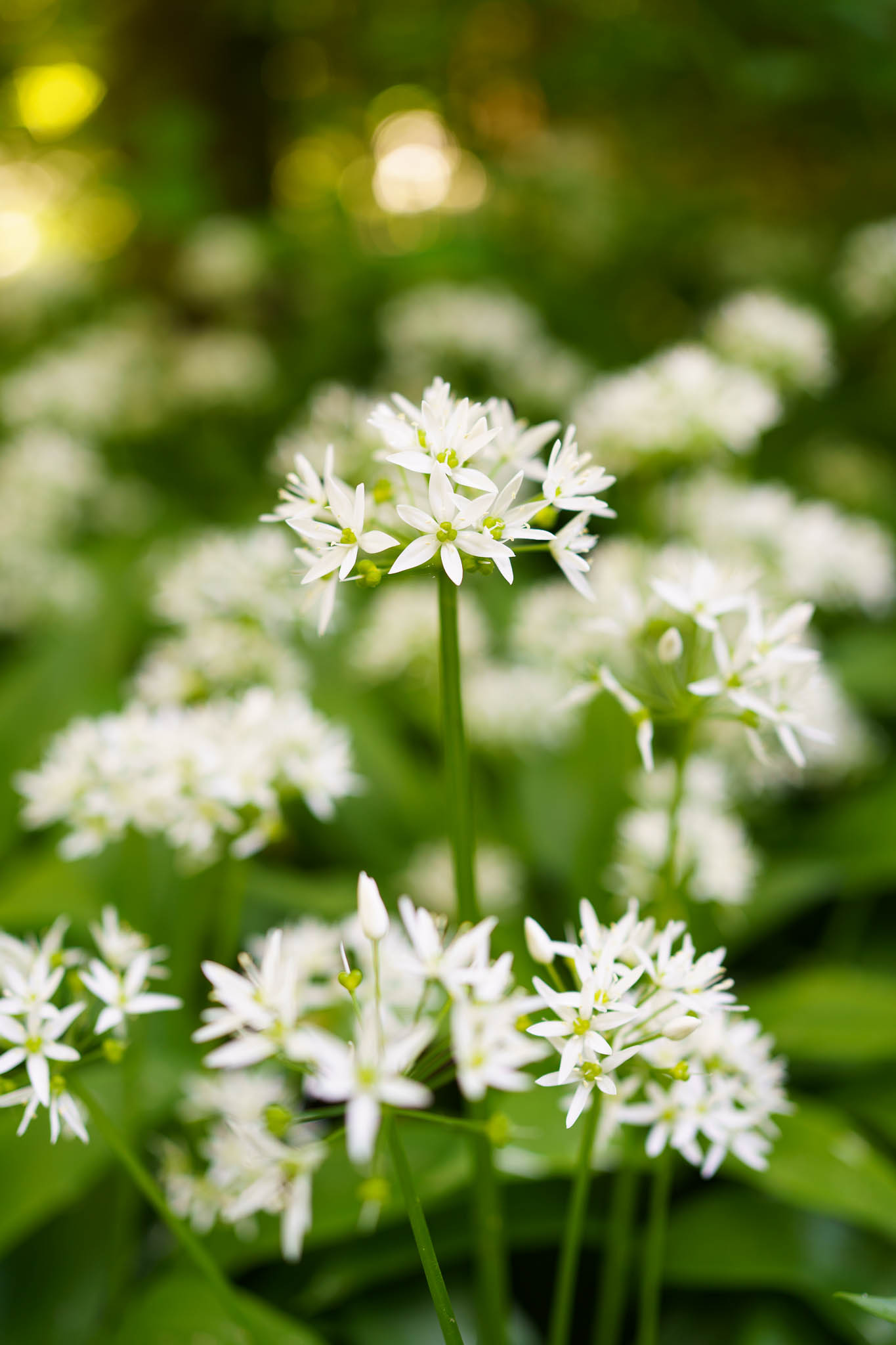 Klosterneuburg - Au-Erlebnisweg