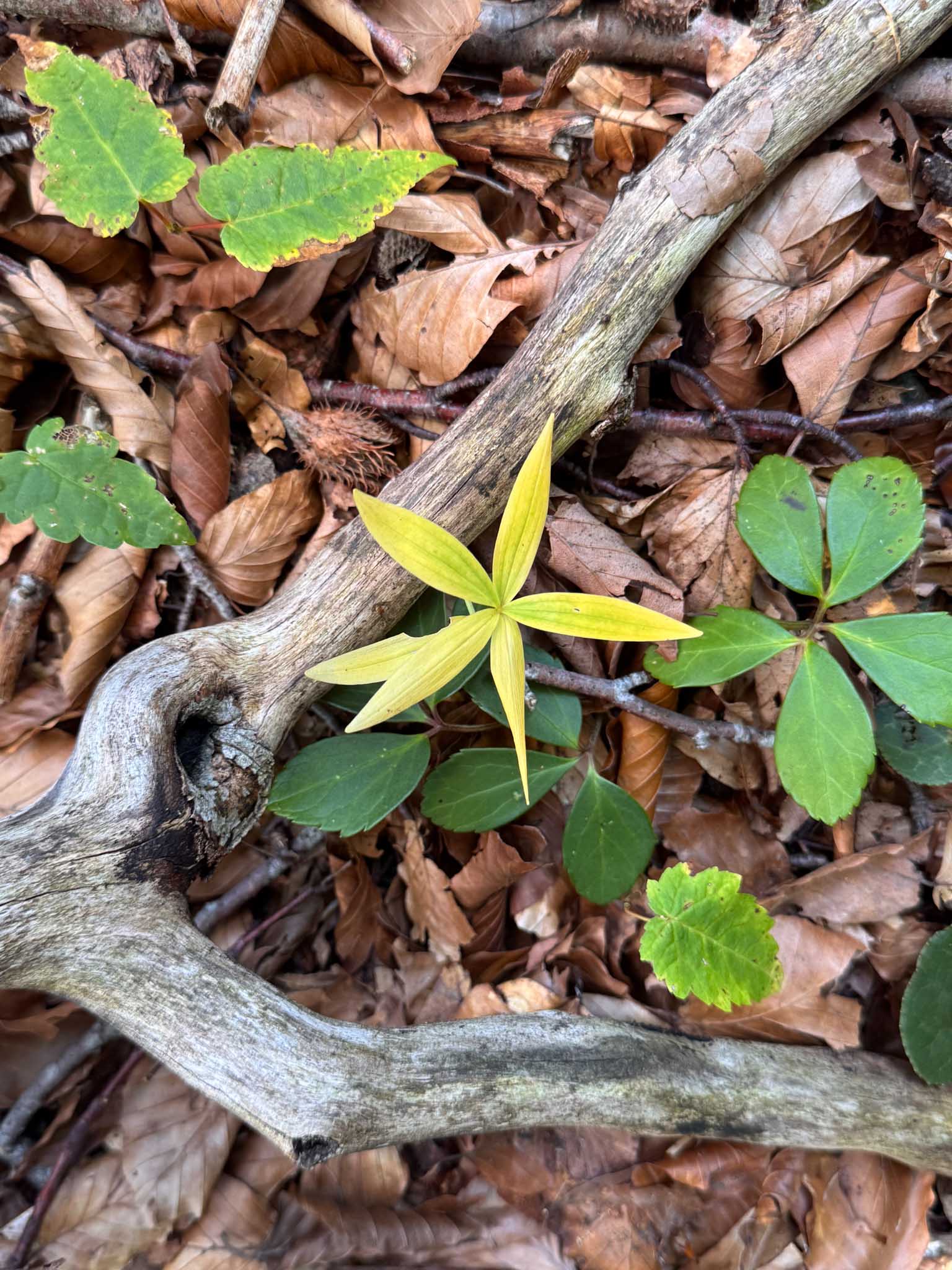 Tremlsteig Wildnisgebiet Dürrenstein-Lassingtal