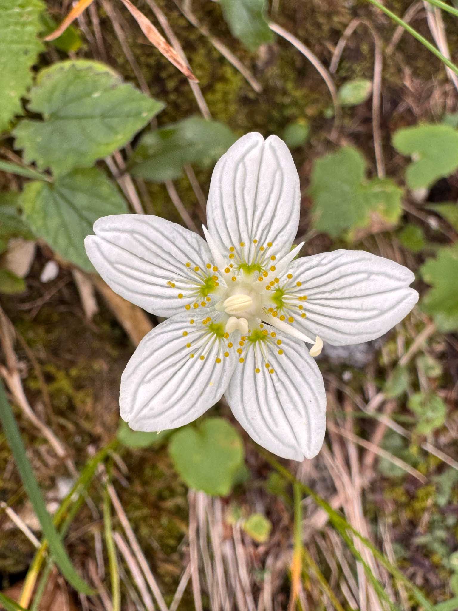 Tremlsteig Wildnisgebiet Dürrenstein-Lassingtal