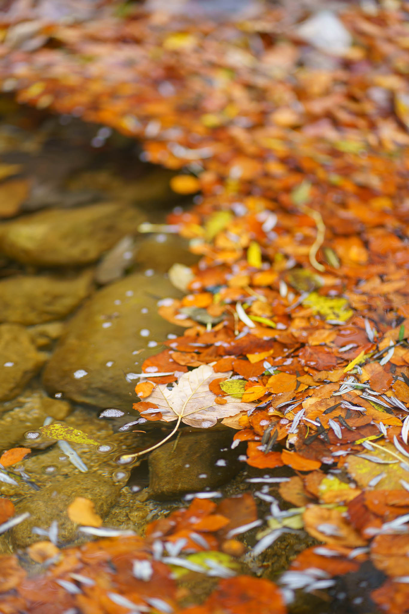 Autumn details