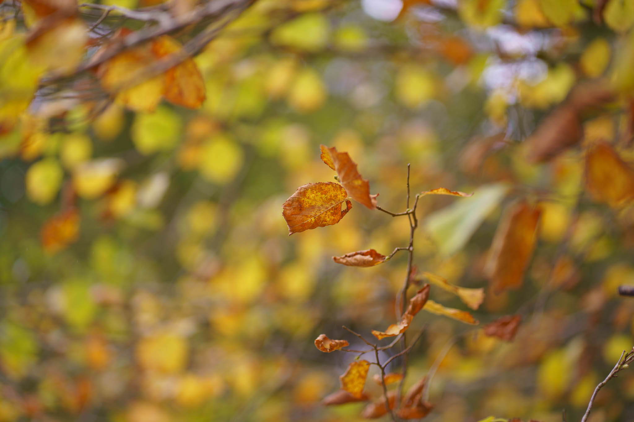 Autumn details
